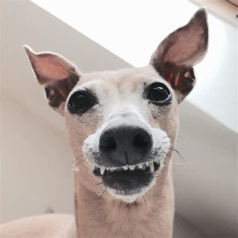 Können Hunde lachen? [Anzeige] | miDoggy Community