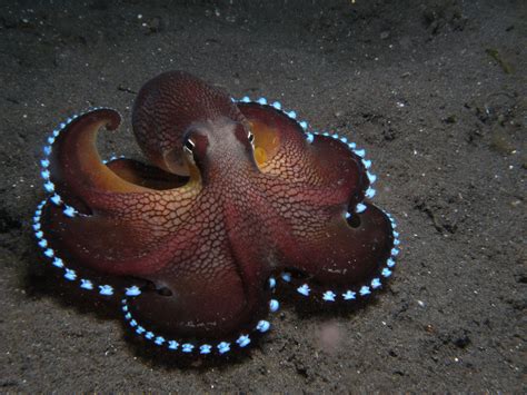 Beautiful Pic Of The Tropical Waters Coconut Octopus Ocean Creatures
