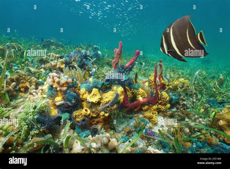 Colorful Underwater Marine Life On The Seabed In The Caribbean Sea