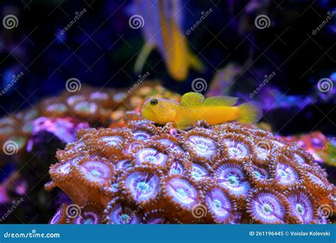 Yellow Watchmen Goby Fish Cryptocentrus Cinctus Stock Image Image