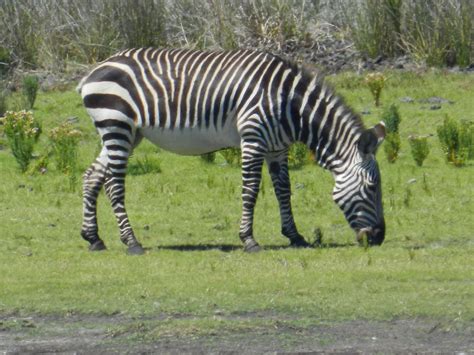 Cape Mountain Zebra | Endangered animals, Animals wild, Mountain zebra