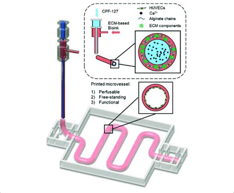 3d Bioprinting Of Vasculature Using Core Shell Approach Where