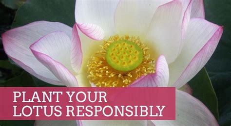 Don't forget to bookmark this page by hitting (ctrl + d), Ten Mile Creek Nursery's goal is to provide customers with ...