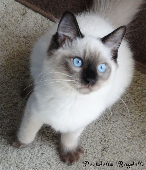 Seal Colorpoint Ragdoll Kitten Siamese Cats Cats Pretty Cats