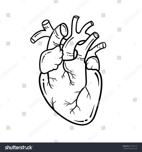 Anatomical Heart Line Art Illustration Vector Simple Heart Sign