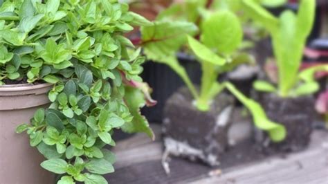 Sigue Este Paso A Paso Para Sembrar Una Planta De Orégano En Maceta