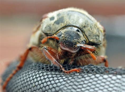 This legal entity was firstly registered on 9th september 2008 under the legal form of domestic corporation. Bug Control Geelong | Acacia Pest Control