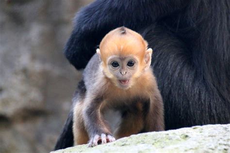 Rare Bright Orange Monkey Born At Taronga Zoo Australian Geographic