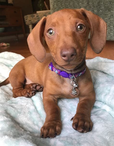 Daisy Mae Weeks Old Dachshund Puppy Short Haired Red Miniature