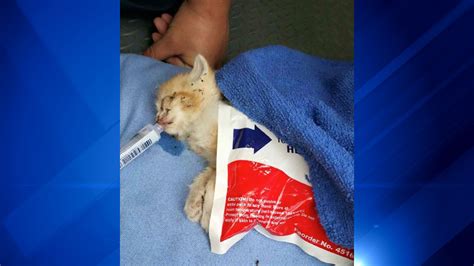 stray kitten rescued from joliet storm sewer abc7 chicago