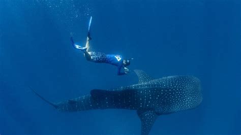 Whale Sharks Tagged In Great Barrier Reef Have Been Tracked Via