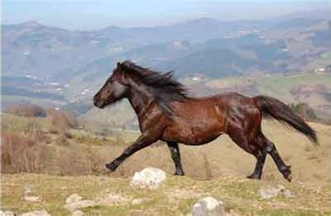 Basque Mountain Horse Horses Rare Horse Breeds Rare Horses