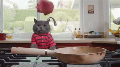 Aarons Cat GIF - Aarons Cat Chef - Discover & Share GIFs