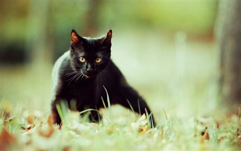 Black Cat Wallpaper ·① Download Free Cool Full Hd Backgrounds For