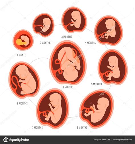 Etapas Del Desarrollo Embrionario Y Fetal Kulturaupice