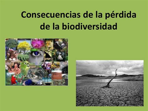 Consecuencias De La Perdida De La Biodiversidad
