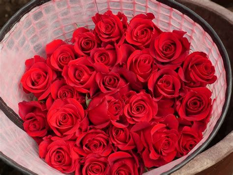 Aisha flowers have been my sources for flowers in africa and the our relationship is so good. Jet Fresh Flower Growers Wholesale Roses Valentine's Day 2019