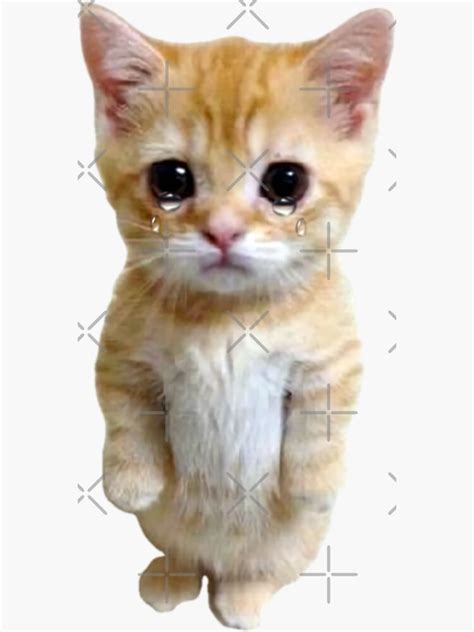 Hq Crying Cat Standing Up Meme Sticker For Sale By Fomodesigns