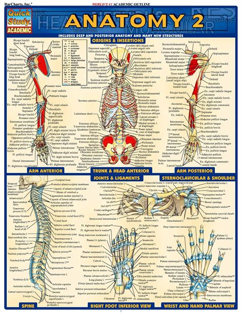 Reflexology Chart Infographic Yahoo Search Results Medical Math