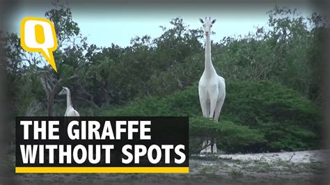 The Giraffe Without Spots Rare White Giraffe Spotted In Kenya The