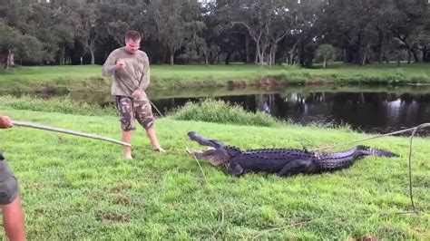 Man Bitten By 11 Foot Alligator In Florida