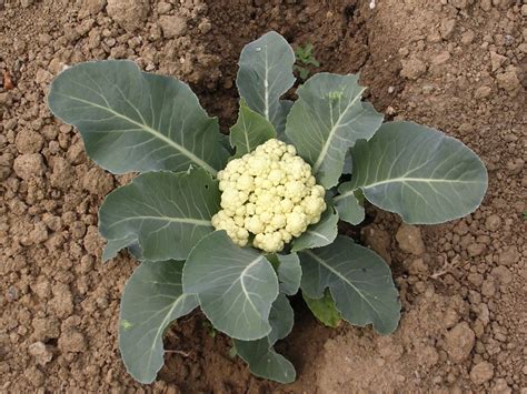 How To Harvest Cauliflower Garden Guides