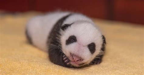 Cachorro Panda De 1 Mes De Edad Es Absolutamente Lindo