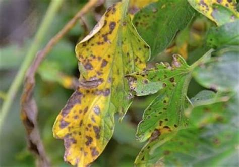 Early Leaf Blight Disease Identification Control Prevention