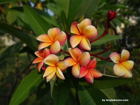 Frangipani Flowers Bunga Kamboja Around My House Flowers Plumeria