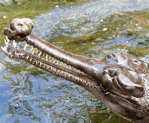 8 Fascinating Facts About Gharials The Long Snout Crocodilian Odd Facts