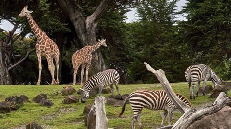 20 Top Largest Zoos In The World Updated 2019 Dailypicked