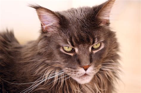 There are a number of causes, but high blood pressure, hyperthyroidism, and old age are the most common. Dementia in older cats - symptoms, care and treatment ...