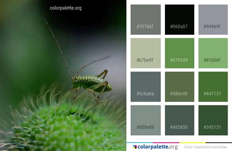 Insect Grasshopper Macro Photography Color Palette