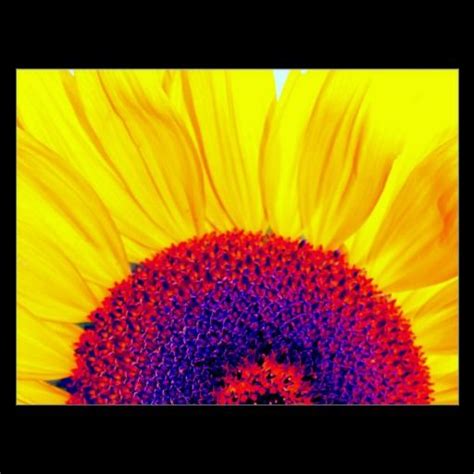 Psychedelic Sunflower Postcard Zazzle Postcard Psychedelic Paper