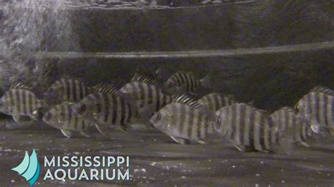 Mississippi Aquarium Sheepshead Youtube