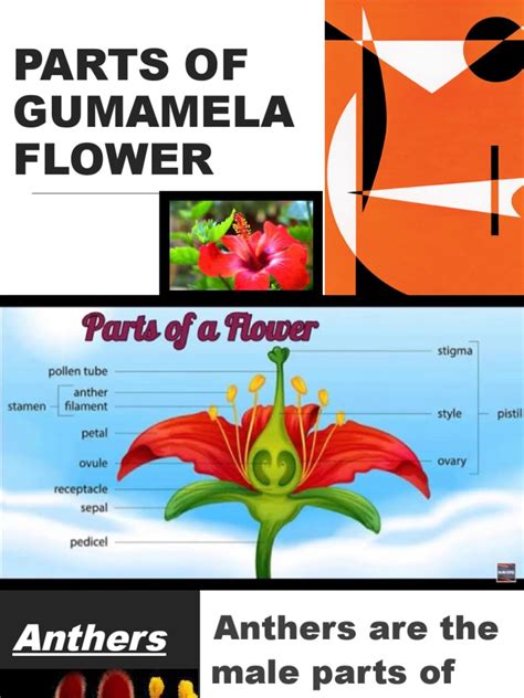 Parts Of Gumamela Flower Pdf Flowers Petal