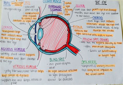 Eye Anatomy And Physiology Aandp ~ Nursing School Studying Nursing