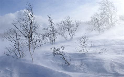Forest Winter Hill Cool Tree Blizzard Snow Hd Wallpaper