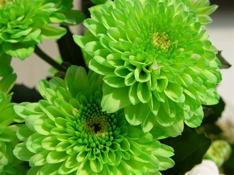 Check spelling or type a new query. beautiful color green flowers - Nature Flowers HD Desktop Wallpaper