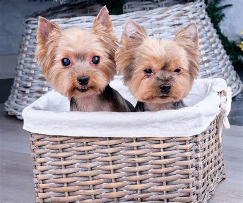 How To Breed Yorkies Our Yorkie