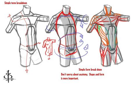 Pin By Sanjay Ruchal On Anatomy Torso Anatomy Tutorial Human