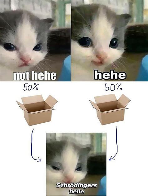 Schrödingers Hehe Graph Hehe Cat Know Your Meme