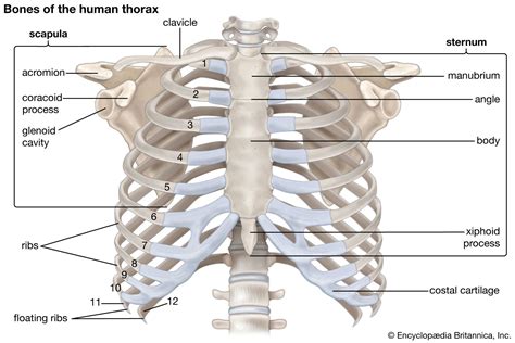Rib Cage Anatomy And Function Britannica