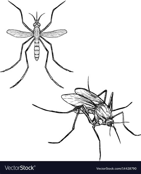 Mosquito Drawing