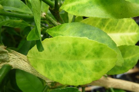 Asian Citrus Psyllid Applied Biological Control Research