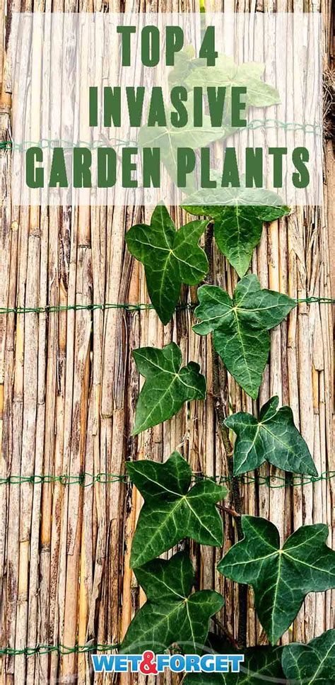 The Top 4 Invasive Garden Plants To Avoid And To Remove From Your