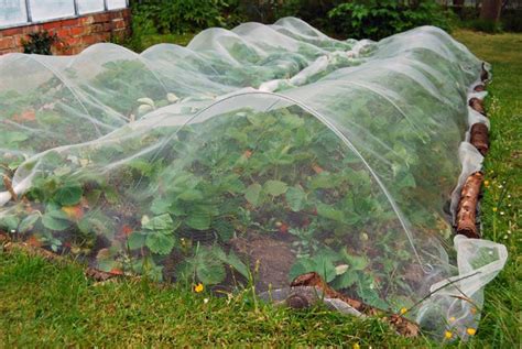 1x 3*garden protect netting vegetables crops plant mesh bird net insect animal. 26 Tips to Protect Your Garden Against Bugs, Critters, and ...