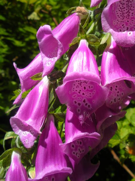We can enjoy the beautiful sight of purple flowering trees on any size landscape! Oregon Coast Trail-What Are You Waiting For?