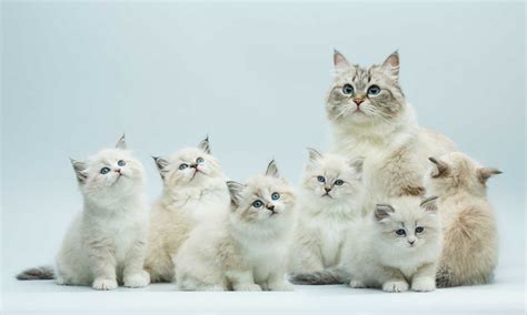 Esta es la historia de las razas de gato más comunes Foto 1