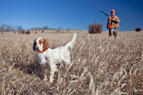 15 Bird Dog Breeds That Make Top Notch Hunters And Pets Daily Paws